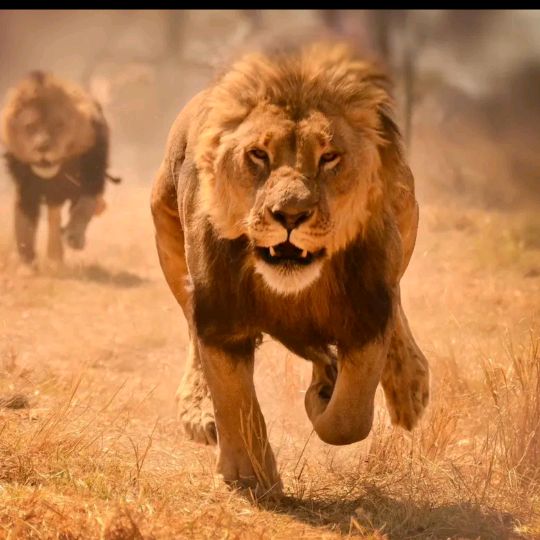 động vật hoang dã 🐯