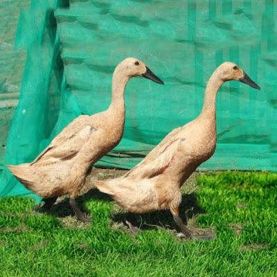 Duck Goose TV