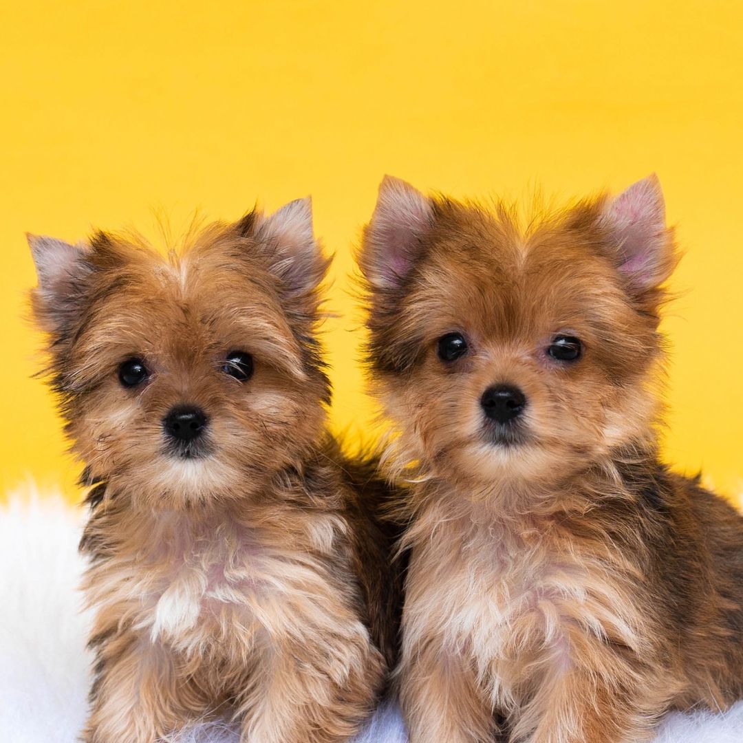 Yorkies