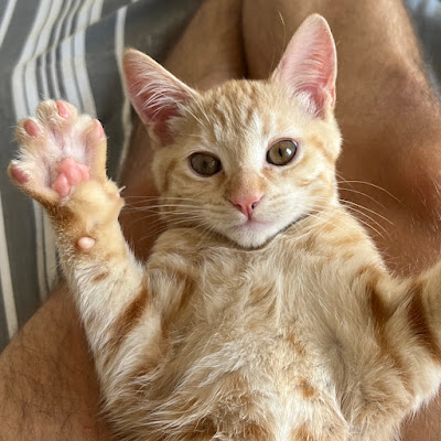 Ellie the tabby🐱