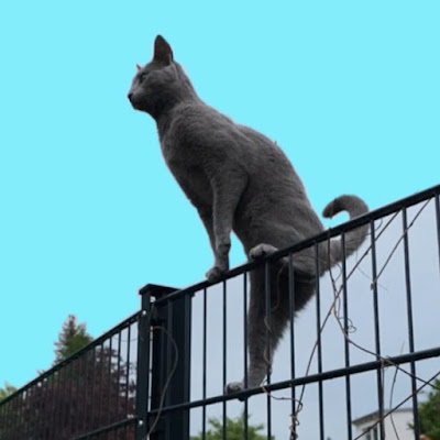 Fencecat