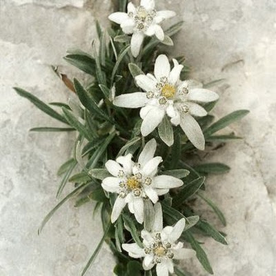 Floare de Colt