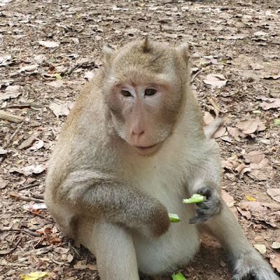 Funny Monkey