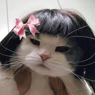 Gatitos Que Curan Tu Depresión