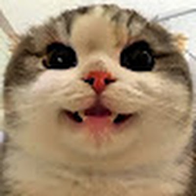 GatoMiau