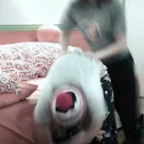 Gee VIDEO