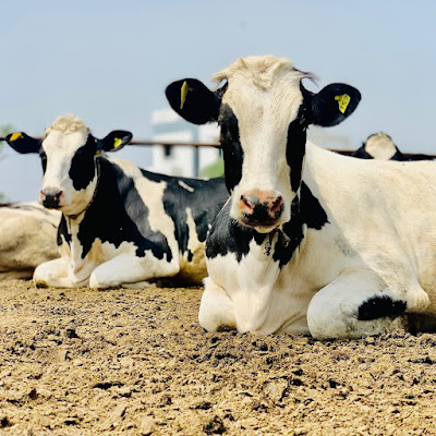 Harman Diary Farm