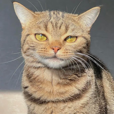 Hikari uncat