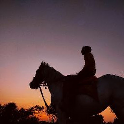 horse of kathiyawad