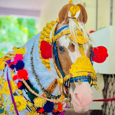Horse Stable Nanded