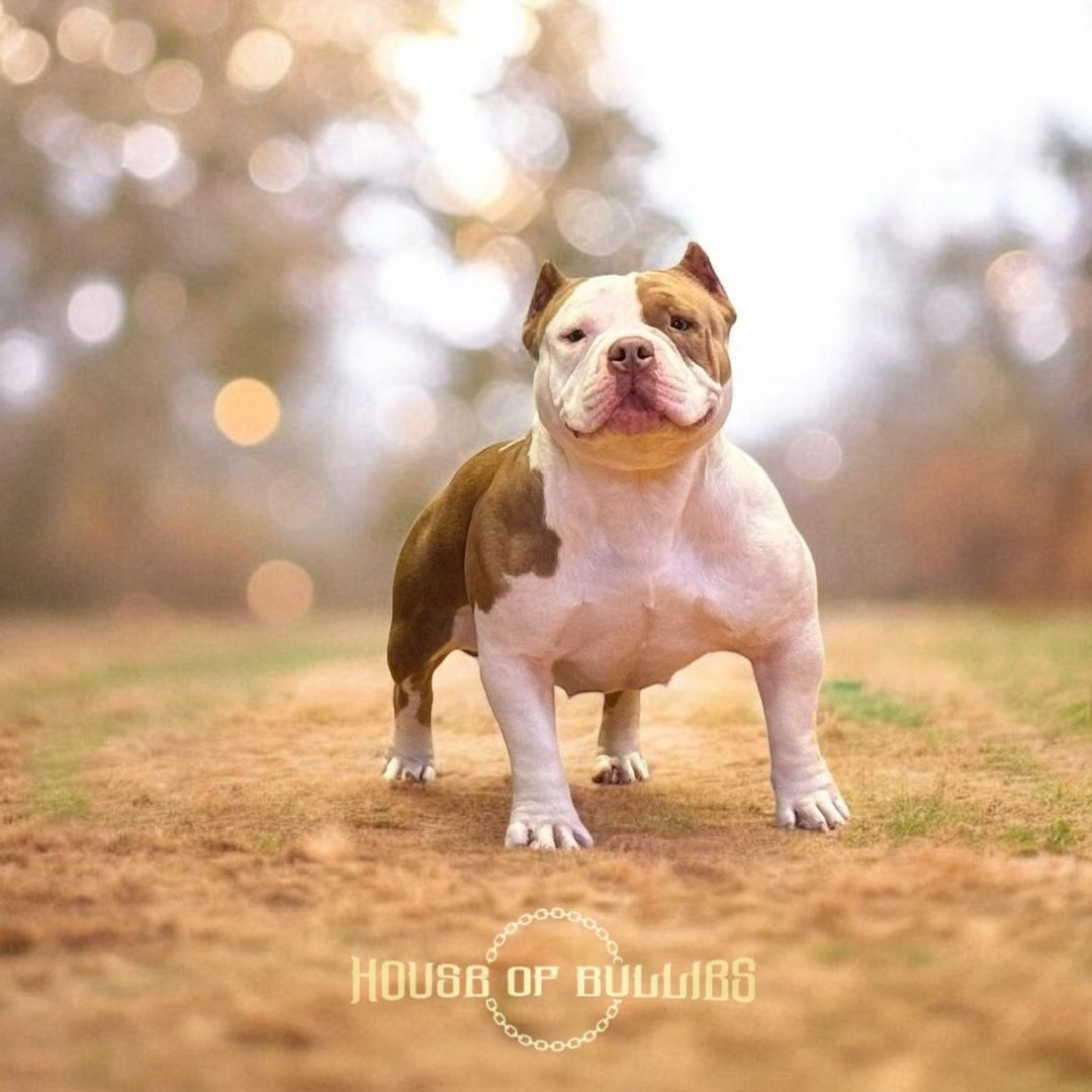 HouseOfBullies_UAE