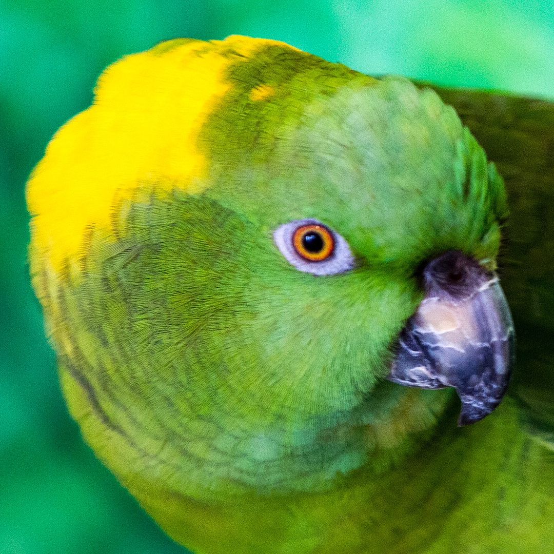 I'm Tequila Bird