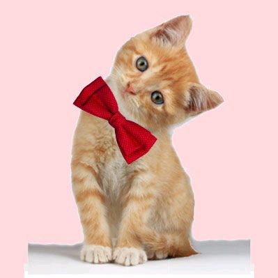 Котенки