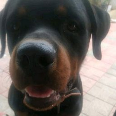 King of rottweiler