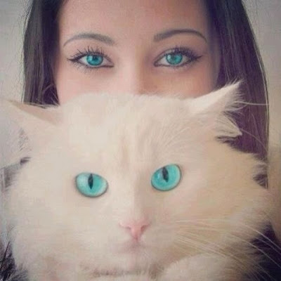 Kit cat