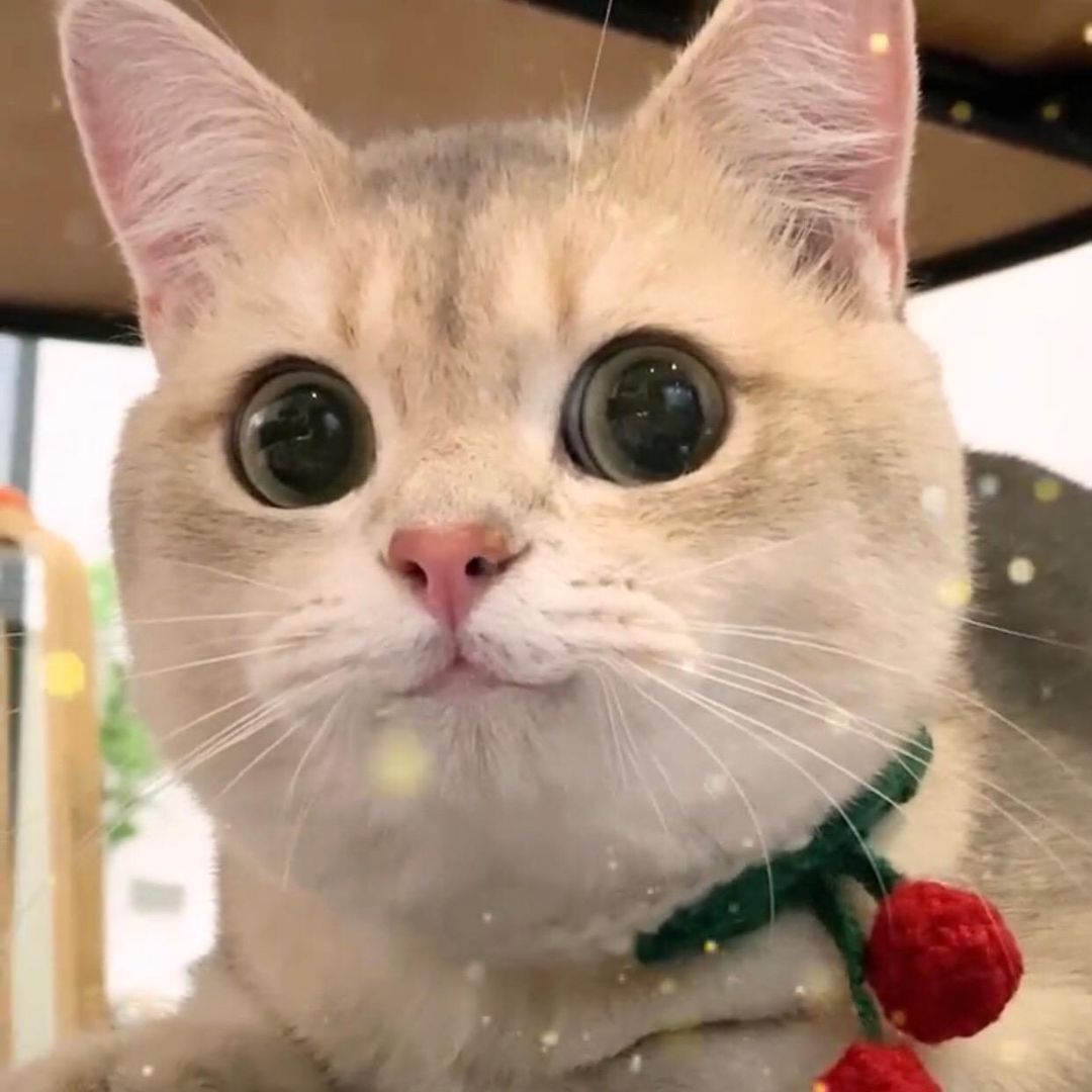 Laughing cat
