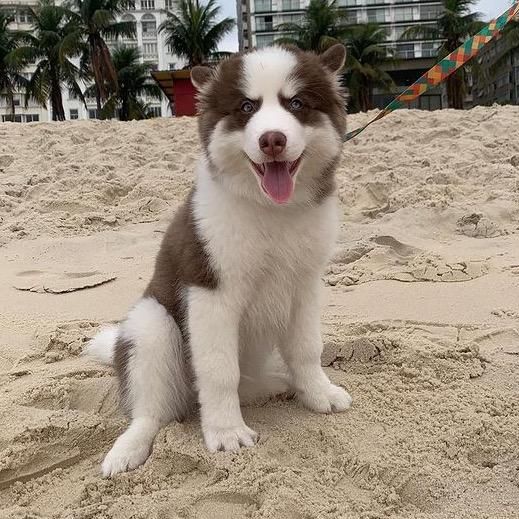 Kobe o husky bravinho 🦊😡