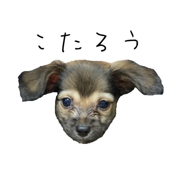 チワックスこたろう