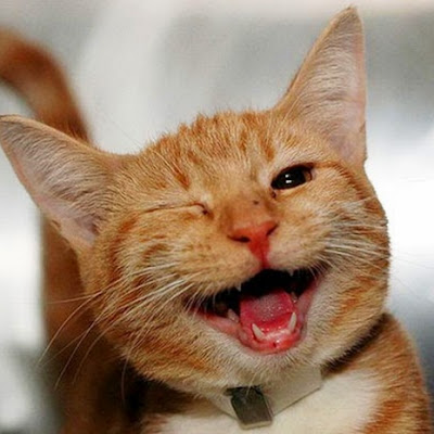 Kucing Ngakak