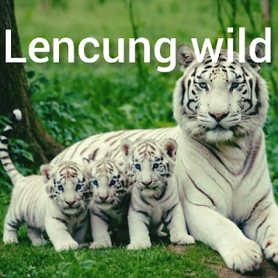 Lencung Wild