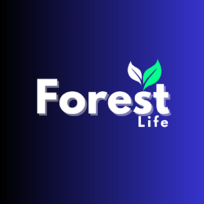 Life In Forest