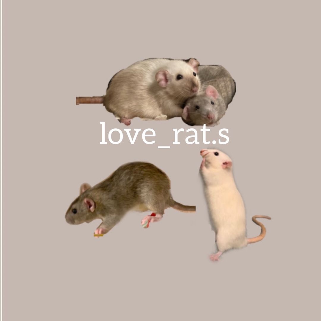 Крыски 🐁🐀💗