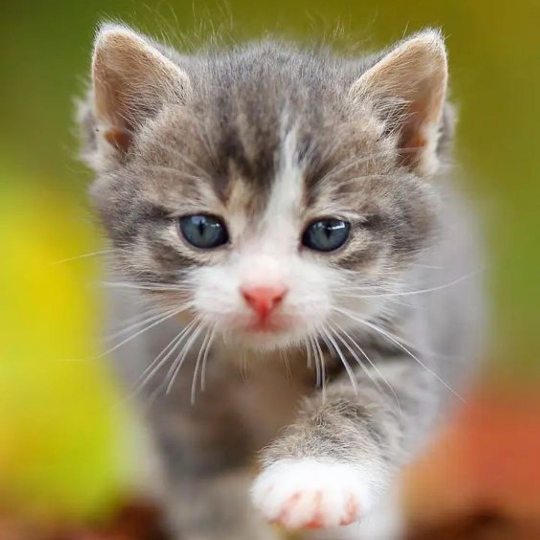 Lovely Pets
