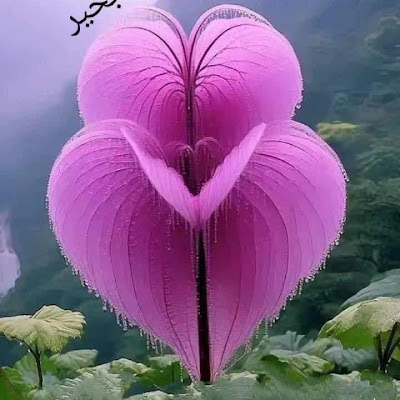 Lovely♥️Heart