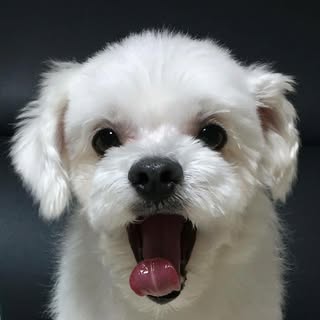 Dogs | Pets | Puppies