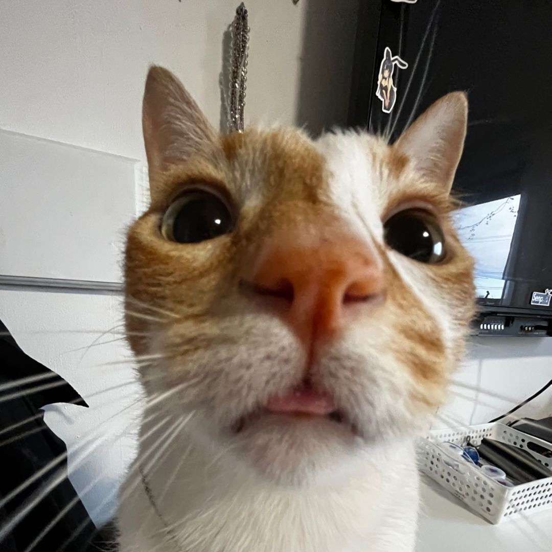 meow🇨🇦