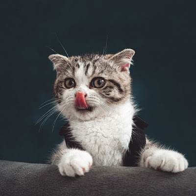 Meow Cat