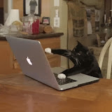 Meow Motion