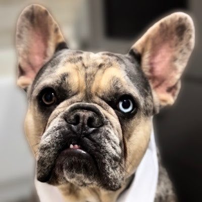 Merle Frenchie Reactions