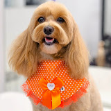 Mia Maltipoo