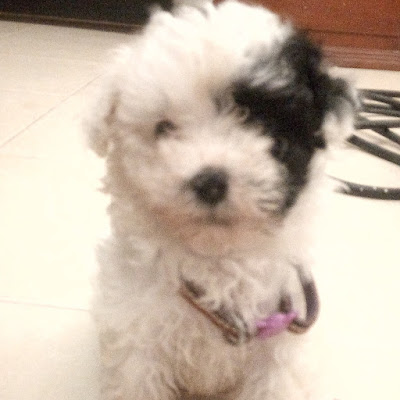 🐾Mi Perrita Tiara Luna🐾