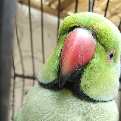 Mithu