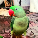 Mithu Official
