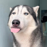 Mocathehusky