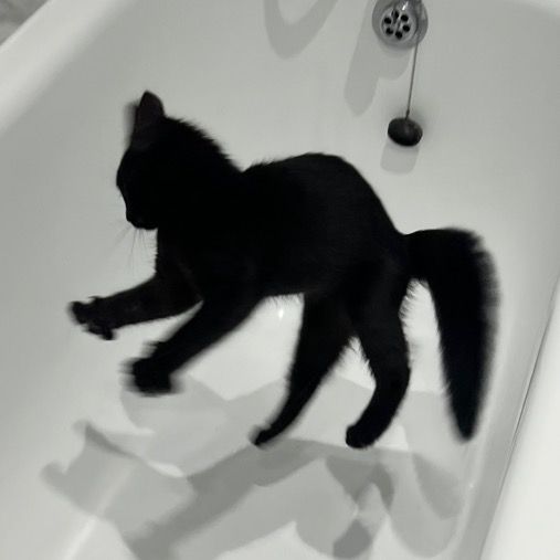molecule the cat