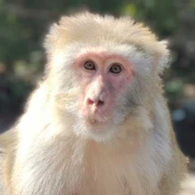 Monkey Love
