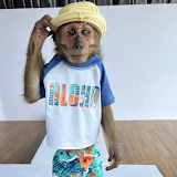  Monkey YoYo 