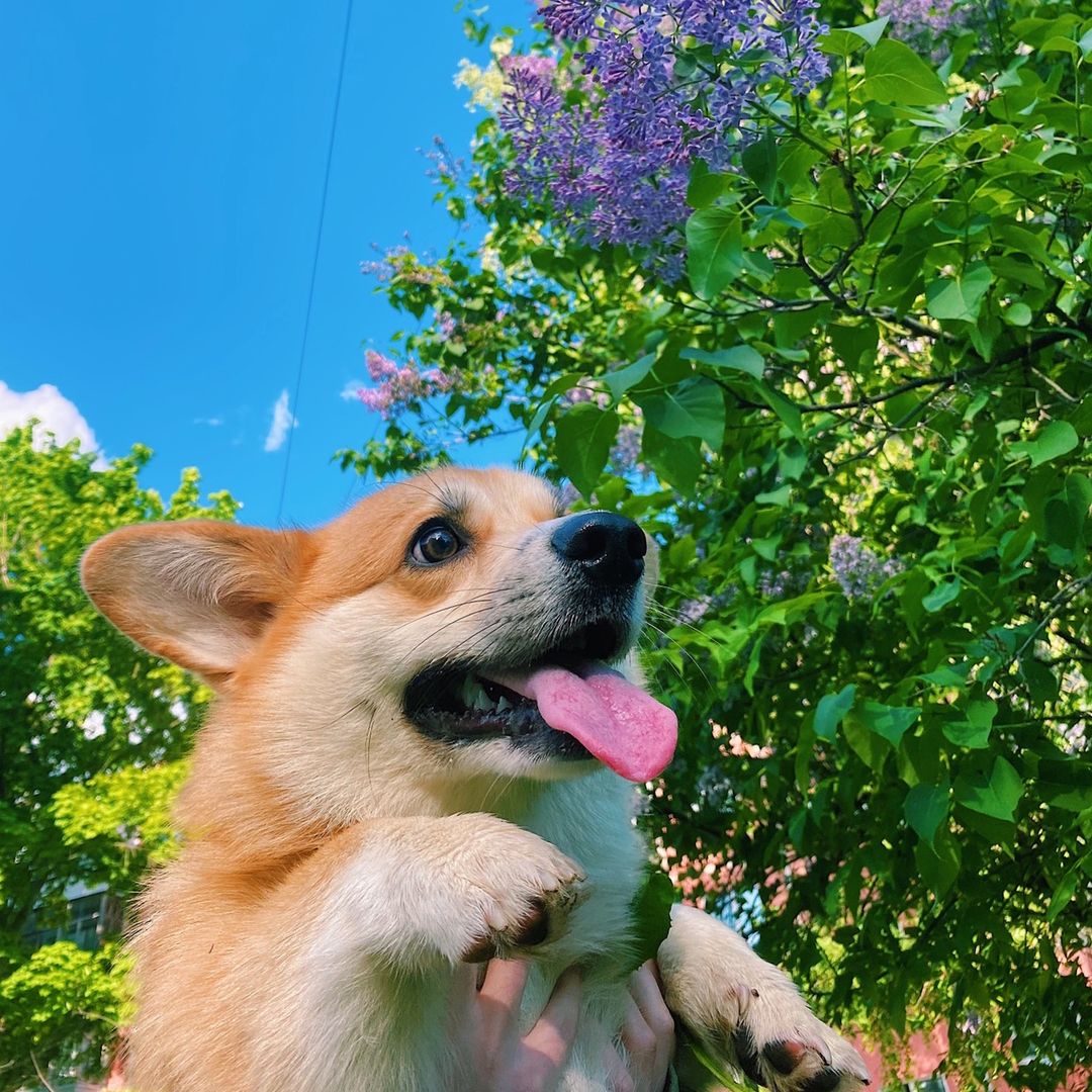 Corgi Jack