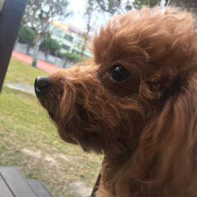 豬豬與綿綿o