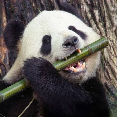PanDa Sun