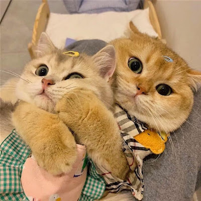 Pets time