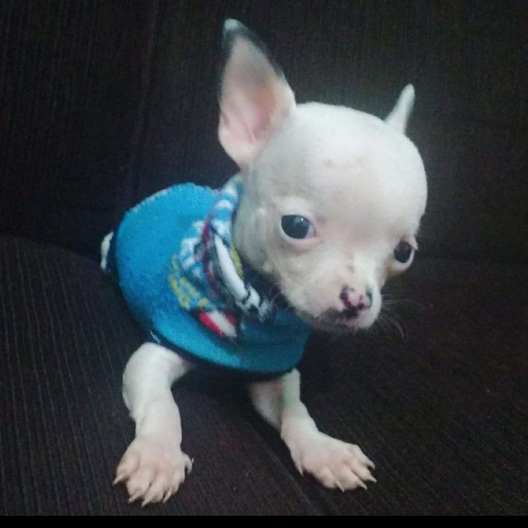 Pinscher Goiania