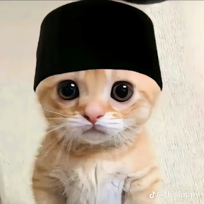 PP. Kucing ramadhan 🐱