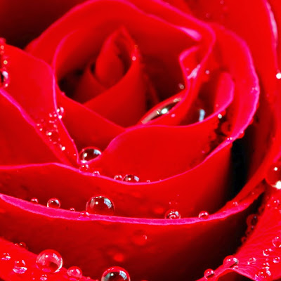 princefaisaljaved