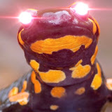 PsychoticSalamander