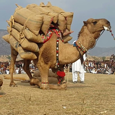 Qasim Qasim